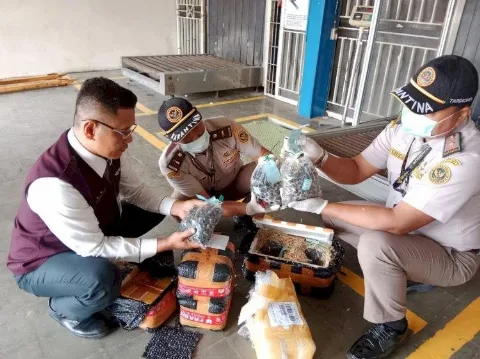 Balai Karantina Lampung Amankan 5.250 Benih Sawit Ilegal, Ini  Modusnya