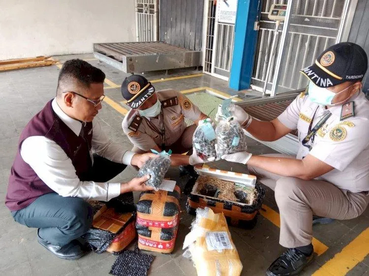 Balai Karantina Lampung Amankan 5.250 Benih Sawit Ilegal, Ini  Modusnya