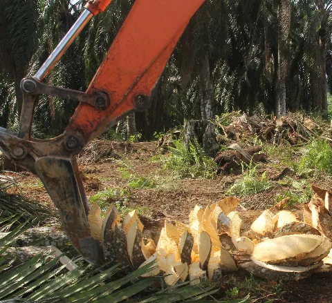 Batang Sawit Bermanfaat Bagi Furnitur dan Indikator Makanan