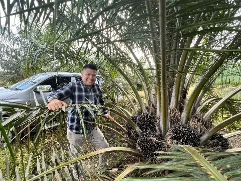 Sertifikasi Sawit Berkelanjutan Petani Indonesia Lebih Rendah Dibandingkan Malaysia, Inilah Tiga Faktor Penyebabnya