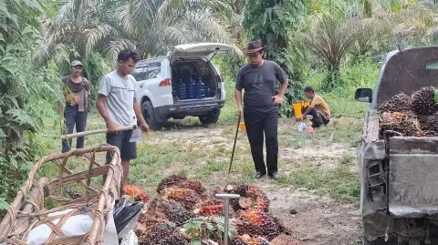 Harga TBS Kelapa Sawit Mitra Swadaya Periode 6 - 12 Mei 2026 Dihargai Rp 3.880,38/Kg