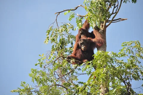 PalmCo Menyalurkan Bantuan Senilai Rp126 Juta Untuk Mendukung Proses Rehabilitasi Orangutan