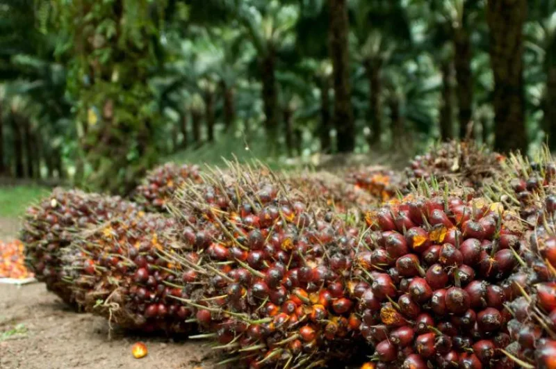 Harga Kelapa Sawit Mitra Plasma 15 - 21 November 2023 Rp 2.552,38/Kg