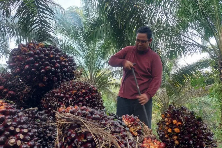 Harga TBS Sawit Riau Turun Lagi