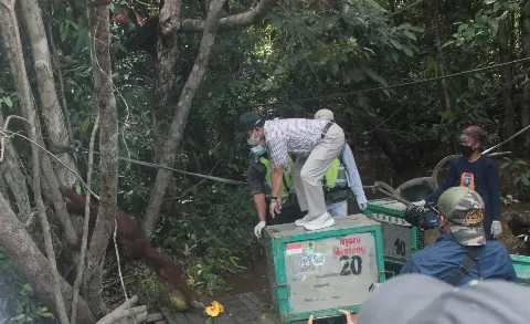 Pulau Salat Sukses Menjadi Tempat Pra-Pelepasliaran Orangutan di Kalimantan Tengah