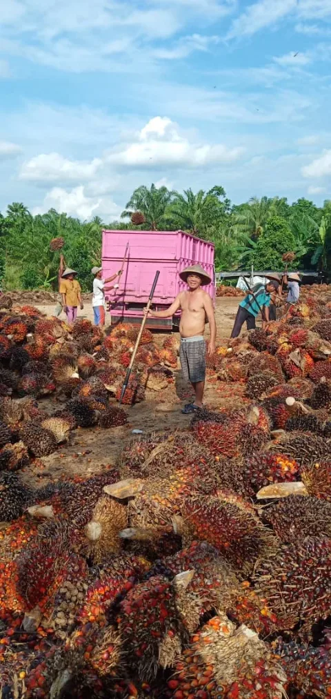 Periode Agustus 2022: Harga Referensi CPO dan Biji Kakao Turun, BK CPO USD 52/MT dan Biji Kakao 5 Persen