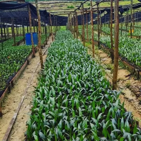 Bibit Terjamin, Usaha Koperasi Berjalan
