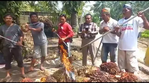 Prihatin Harga Anjlok, Petani Sawit se-Indonesia Bakar Buah Sawit