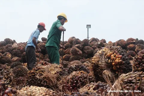 Ekspor Sawit Melonjak 60,2% Berdampak Penurunan Stok Domestik