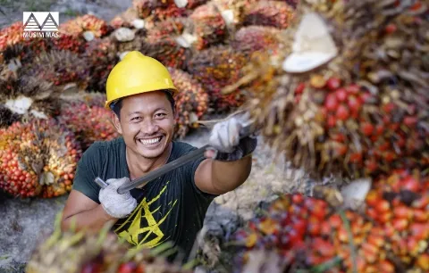 Kabar Baik! Harga TBS Sawit Naik Jadi Rp2.134,08 per Kg
