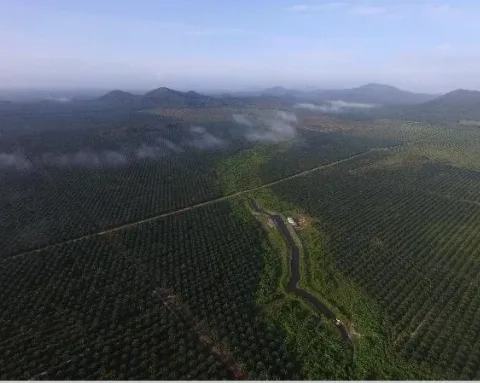Terapkan Hasil Riset, ANJ Tingkatkan Produktivitas Dengan Ramah Lingkungan  