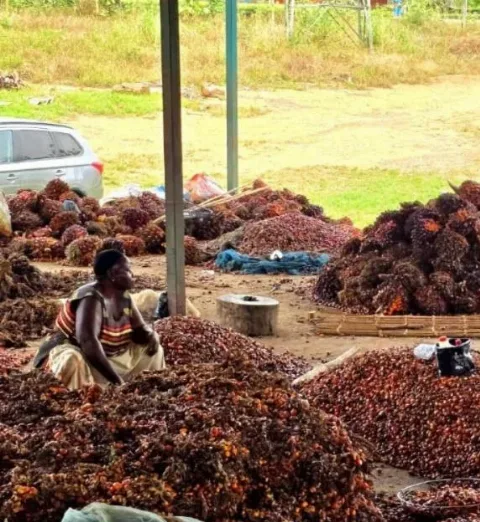Petani Sawit Indonesia dan Ghana Hadapi Persoalan Sama Berkaitan Produktivitas dan Kelembagaan