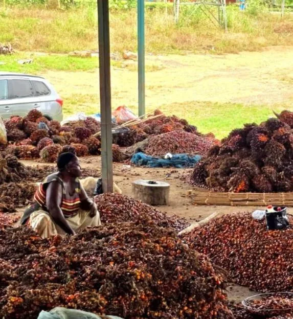Petani Sawit Indonesia dan Ghana Hadapi Persoalan Sama Berkaitan Produktivitas dan Kelembagaan