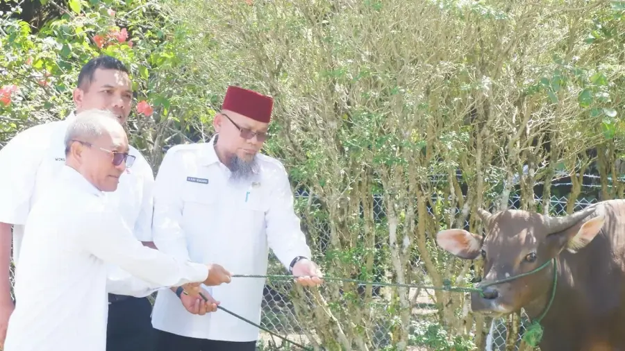 Minamas Plantation Donasikan 162 Sapi Hewan Kurban Kepada Masyarakat Sekitar Operasionalnya