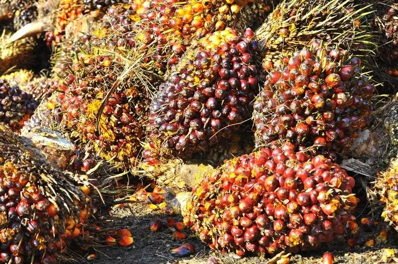 Lonjakan Harga Minyak Picu Reli CPO Terbesar dalam 3 Tahun