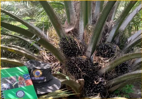 Genetik ASD Costa Rica Dorong Produktivitas Bibit Sawit Bakrie Tembus 40 Ton/Ha