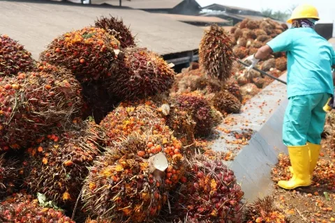 Menunggu Gebrakan 160 Bupati Sawit