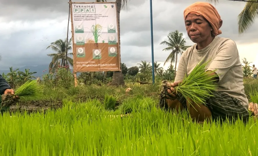 Pandawa Agri Dampingi Pengembangan Ekosistem Beras Natural Mbay di NTT