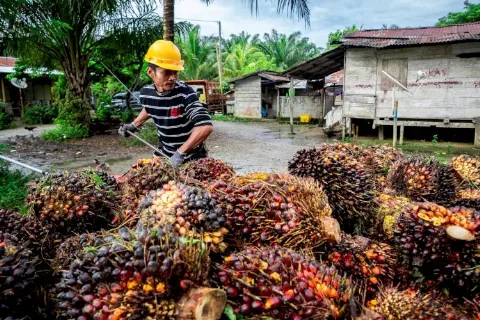 Daftar Harga TBS Kelapa Sawit Riau Periode 5-11 Oktober 2022