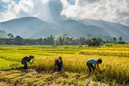 BPS Rilis Angka Kesejahteraan Petani, NTP 27 Provinsi Meningkat