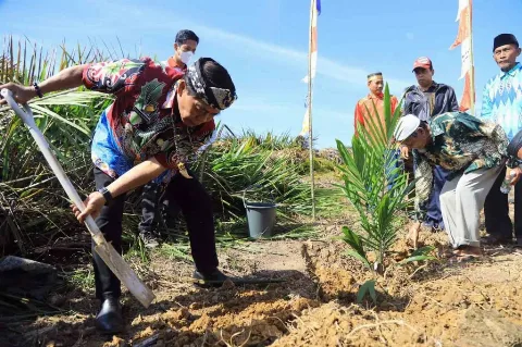 Tanam Sawit Rakyat Dan Integrasi Jagung, Gubernur Harap Petani Tak Andalkan Satu Komoditi