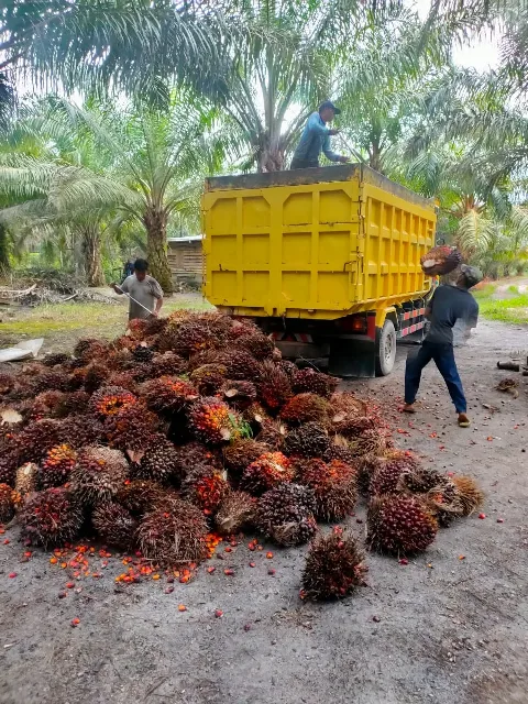 Harga Tandan Buah Segar Riau Naik