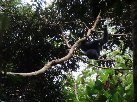 Konservasi Siamang Wilmar Tambah Anggota Baru