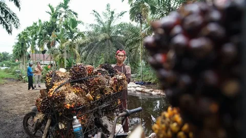 Kenaikan Pungutan Ekspor CPO 12,5% Berdampak Terhadap Pendapatan Petani Sawit Rakyat