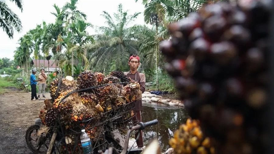 Kenaikan Pungutan Ekspor CPO 12,5% Berdampak Terhadap Pendapatan Petani Sawit Rakyat