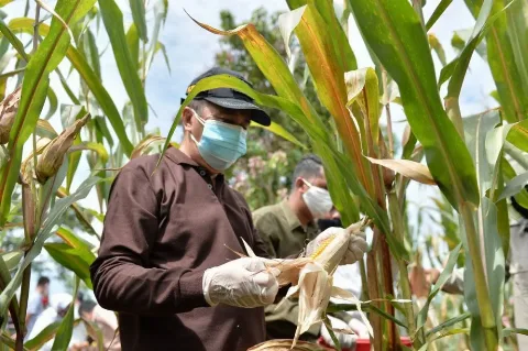 Begini Progres Pengembangan Lumbung Pangan di Indonesia