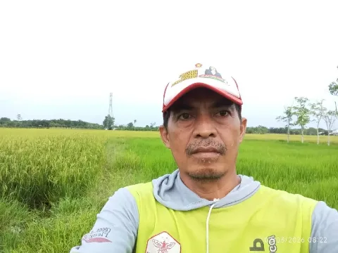 Pupuk Limbah Sawit Bikin Padi Lebih Subur