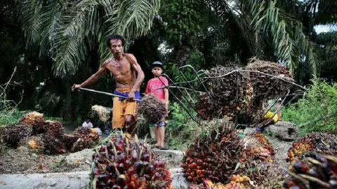 BPDP Mencatat Sekitar 4,8 Juta Hektar Lahan Sawit Rakyat Membutuhkan Peremajaan