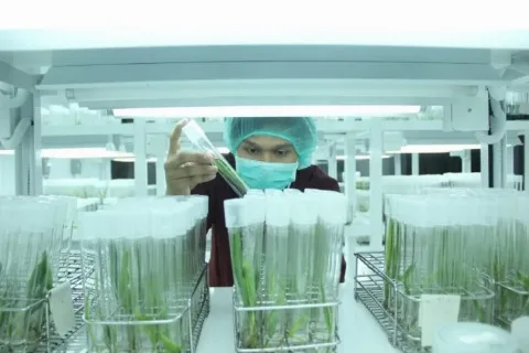 Kementan Bangun Laboratorium DNA Benih Sawit