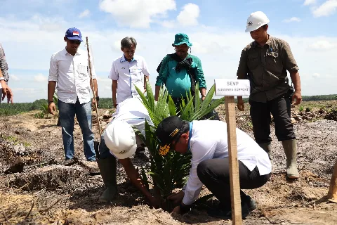 Jaga Keberlanjutan Produktivitas, PTPN V Remajakan 13.727 Hektare Perkebunan Sawit Inti Hingga 2026