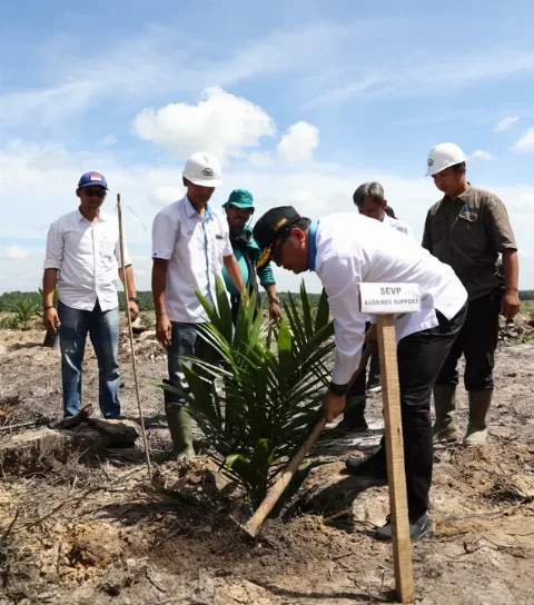 Jaga Keberlanjutan Produktivitas, PTPN V Remajakan 13.727 Hektare Perkebunan Sawit Inti Hingga 2026