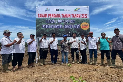PTPN V Remajakan 13.727 Hektare Perkebunan Sawit Inti Hingga 2026