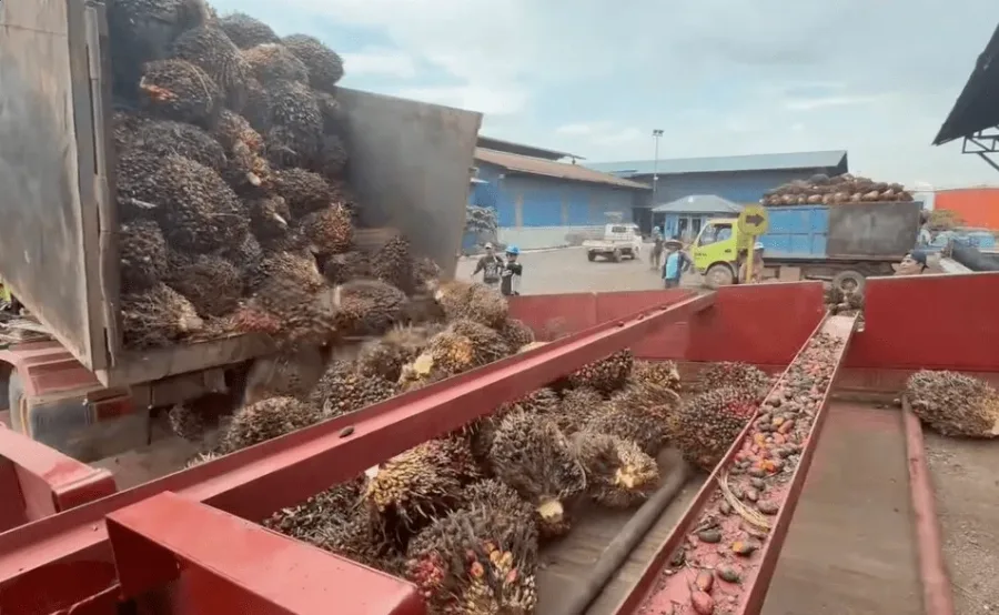 APKASINDO Bangka Selatan Soroti Pabrik Sawit Abaikan Harga Provinsi