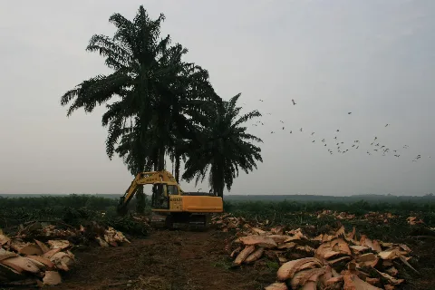 Monitoring Dana Replanting Sawit Menggunakan Teknologi Berbasis Foto Citra Satelit dan Remote Sensing Berbasis Geo AI