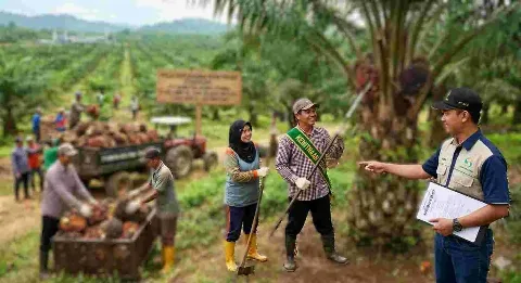 Kalau Kemitraannya Bagus, Tak Perlu Takut Pabrik Sawit Tanpa Kebun