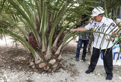 PTPN V Serap 671.453 Ton Sawit Petani Riau