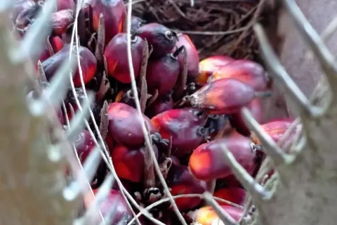 Provinsi Riau Bakal Dapat DBH Triliunan Rupiah dari Sawit