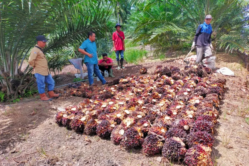 Panen Perdana Program PSR, Mitra PTPN V