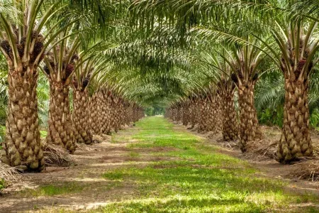 Jamin Keadilan Pelaksanaan Program PSR Sampai ke Petani Sawit