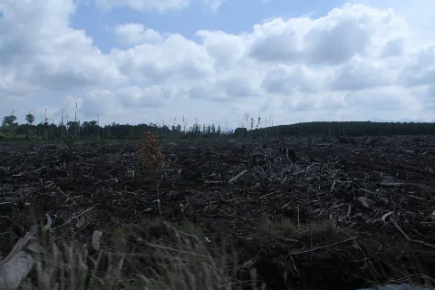 EU Uses Deforestation Label To Edge Out Palm Oil From The Market