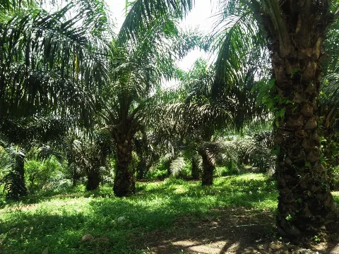 Empat Kelembagaan Pekebun Sawit di Provinsi Riau Mengajukan Bantuan Sarpras ke BPDP