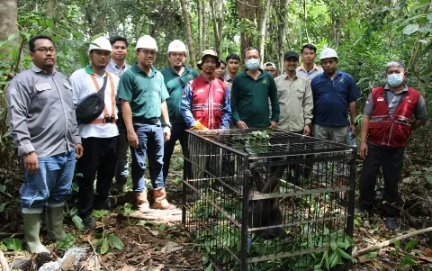 BKSDA Kalbar bersama Bumitama Melepasliarkan Owa Kalimantan