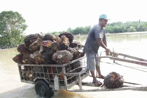 Akibat Banjir Panen TBS Tertunda