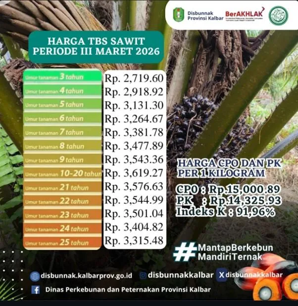 Usai Lebaran, Petani Kalbar Sumringah Harga TBS Sawit Ditetapkan Rp3.619,27/Kg