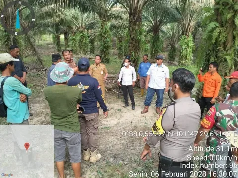 Kemunculan Harimau Sumatera di Kebun PTPN V Unit Lubuk Dalam