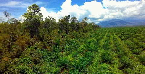 Membedah Otoritas KLHK Dalam Kebijakan HGU